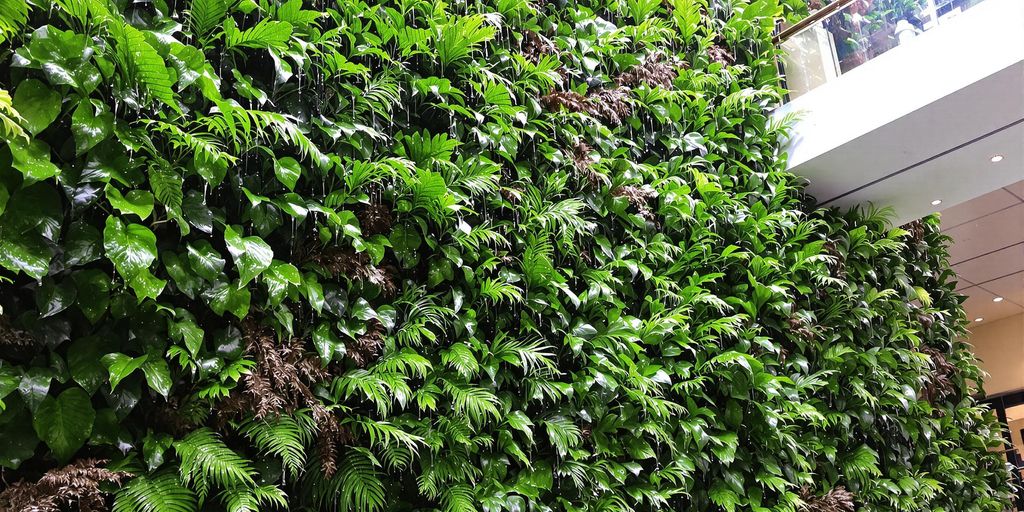 Pared verde con helechos nativos.