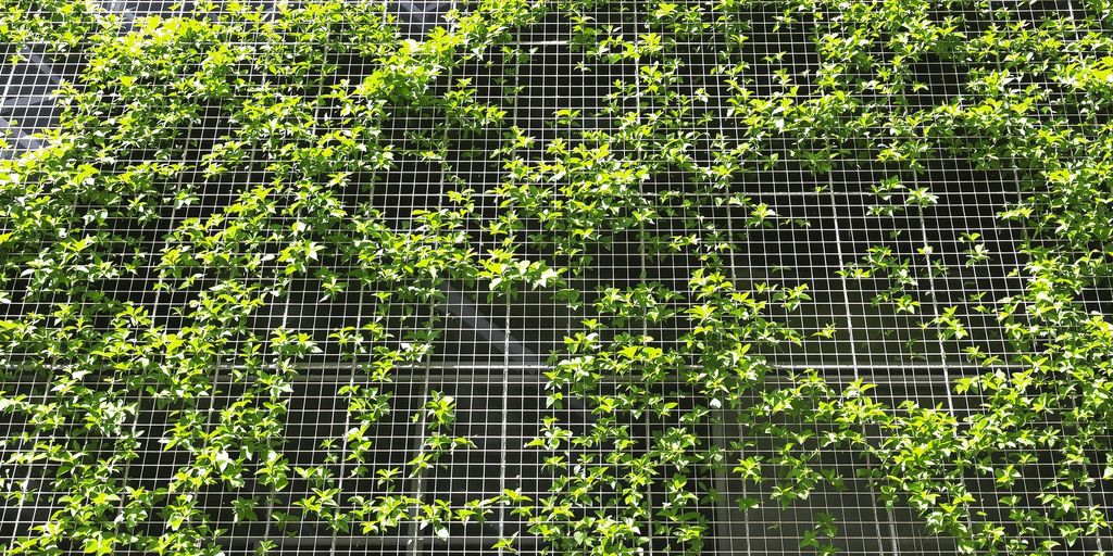 Estructura modular alambrada con trepadoras en pared.