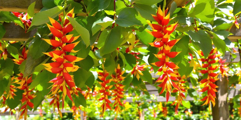 Heliconia colgando de pérgola de madera