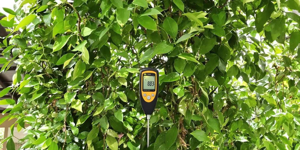 Medidor de Humedad Digital para Jardines Colgantes de Follaje Nativo Sudamericano en Áreas Cubiertas