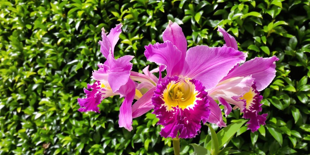 Orquídea Cattleya en panel verde interior