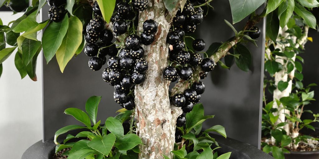 Jaboticaba en maceta para huerto vertical.